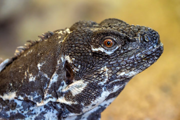 close up shot of iguana lizard