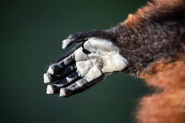 Fototapeta na wymiar lemur monkey hand, close up shot