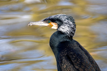 close up shot of a Great cormorant