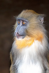 portrait view of mandrill primate outdoors