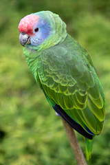 colorful parrot sitting on green bush