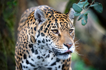 Fototapeta na wymiar portrait of a jaguar in outdoor wild scene