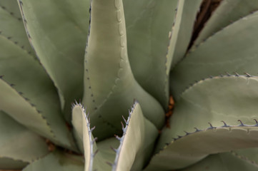 Century plant;  Big Bend NP;  Texas