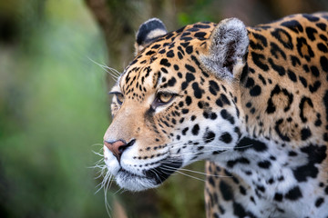 portrait of a jaguar in outdoor wild scene