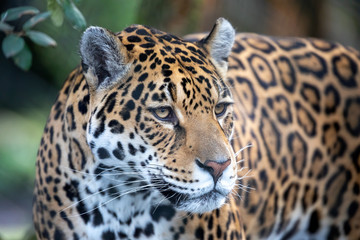 Fototapeta na wymiar portrait of a jaguar in outdoor wild scene