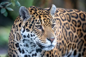 Foto op Plexiglas portrait of a jaguar in outdoor wild scene © Edwin Butter