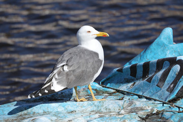 seagull bird in sunlight with water on background