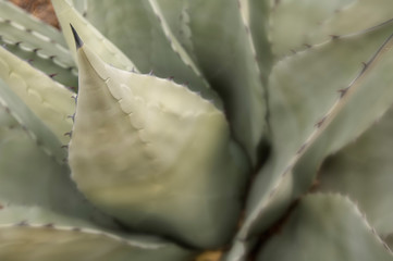 Century plant;  Big Bend NP;  Texas
