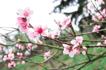 Fototapeta na wymiar Sakura cherry tree bush pink texture blossom spring flower background
