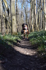 Dog in the forest