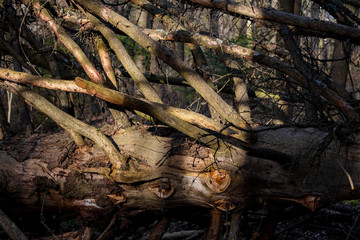 Trunk and branches of a fallen old spruce in a deep forest
