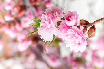 Sakura cherry tree bush pink texture blossom spring flower background