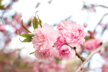 Obraz premium Sakura cherry tree bush pink texture blossom spring flower background