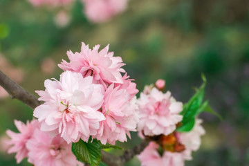 Sakura cherry tree bush pink texture blossom spring flower background
