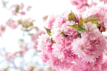 Sakura cherry tree bush pink texture blossom spring flower background