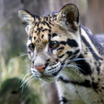 cute clouded leopard, close up portrait
