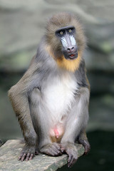 portrait view of mandrill primate outdoors