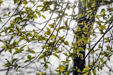 Bright green foliage on a gray ambient background. The beginning of spring vegetation of trees
