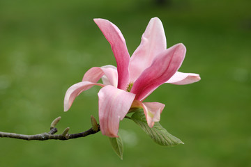 pink magnolia flower blooming on tree branch