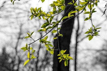 Bright green foliage on a gray ambient background. The beginning of spring vegetation of trees
