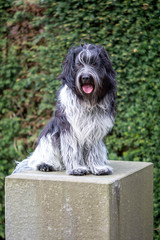 cute furry dog posing at camera outdoors