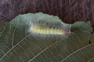 caterpillar on a leaf