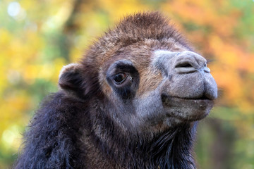 Fototapeta premium black camel head, close up shot