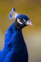 cropped shot of blue peacock bird