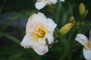 WHITE AND YELLOW LILY, BLOOM,  GREEN LEAVES, FRESH 