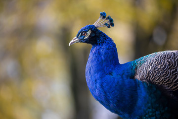 Obraz premium cropped shot of blue peacock bird