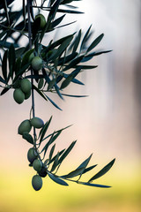 Olives on olive tree at sunset near Jaen, Spain