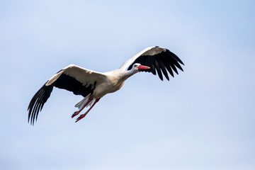 stork bird flying in blue sky