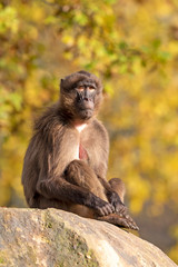funny monkey sitting in sunlight outdoors