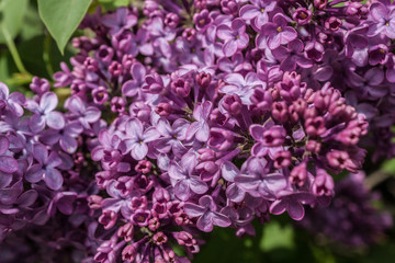 Lilac Syringa vulgaris