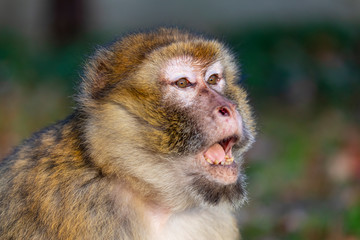 Obraz premium funny monkey sitting in sunlight outdoors