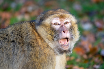 funny monkey sitting in sunlight outdoors