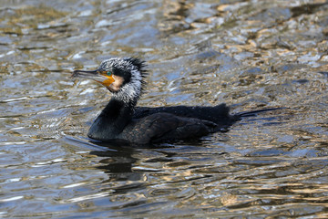 close up shot of a Great cormorant