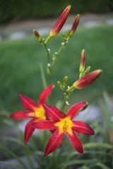 HOT PINK LILY, SEVERAL FLOWERS, FRESH, BLOOMING