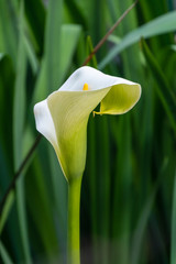 Wild white calla lily flower or zantedeschia aethiopica or arum lily