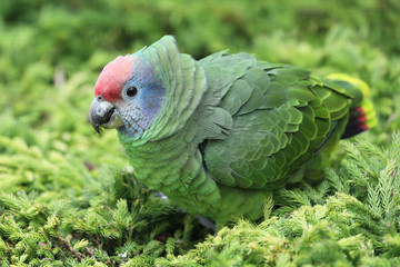 colorful parrot sitting on green bush