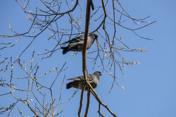 Two pigeons sit on a tree branch in the spring against the blue sky