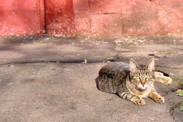 street cat lies on the asphalt