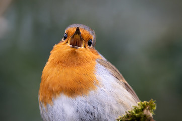 Robin singing
