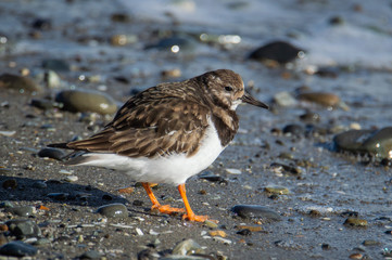 Turnstone on the beach