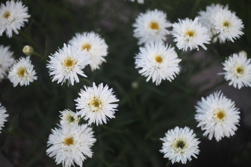 white daisies in a garden, GREEN LEAVES