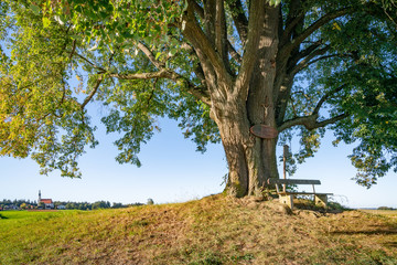 Fototapeta premium Linde, Winterlinde, Herrnsitz, Asten, Tittmoning, Landkreis Traunstein