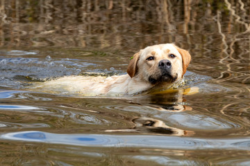 cute labrador dog swimming in lake water