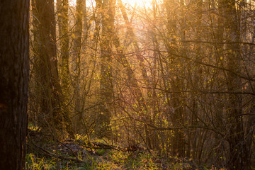 Sunlight penetrating through the forest. The beginning of spring vegetation in trees
