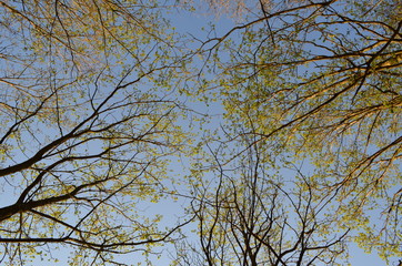 Trees
