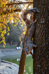 squirrel on a tree